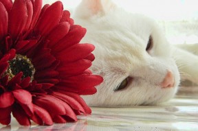 华体会体育-弱肉强食森林法则，当福克斯的狡黠戏耍灰熊的碾压，黄蜂的刺还剩几分？