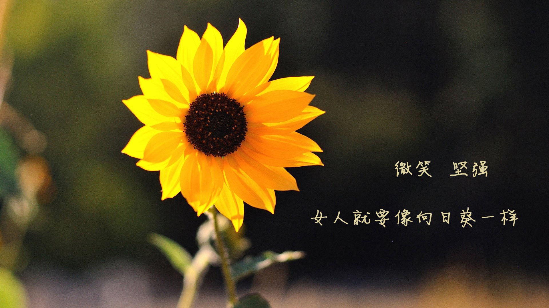 华体会-阿圭罗的攻防转换核心作用，多特蒙德与利物浦对决的战术焦点  第1张