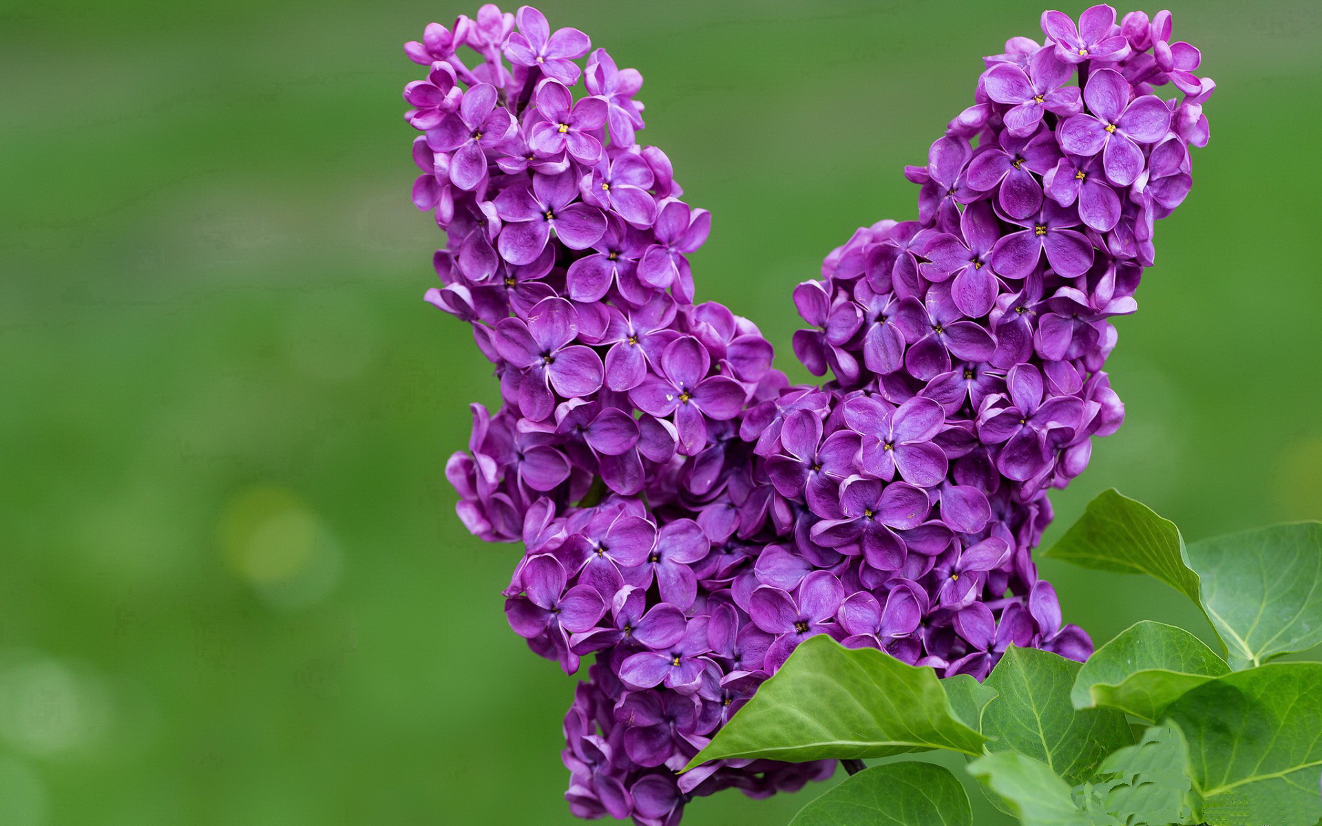 华体会app-当一位东亚面孔成为德比旋涡中心，久保建英如何重塑西甲秩序  第2张