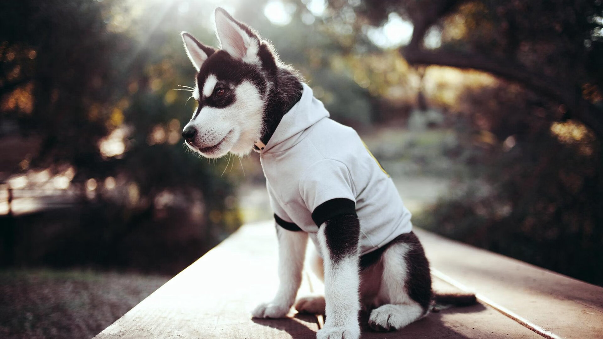 华体会登陆-樱花与武士刀，阿根廷人阿圭罗助阵日本击退德国战车  第1张