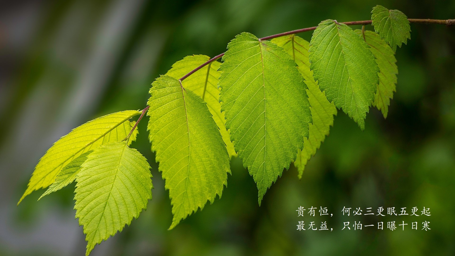 华体会网址-冰雪中绽放的蓝光，芬兰绝杀意大利，姆巴佩致命一击书写2026世界杯B组唯一传奇  第2张